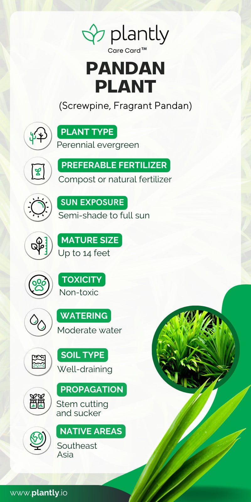 Pandan Plant Care & Growing Guide Plantly