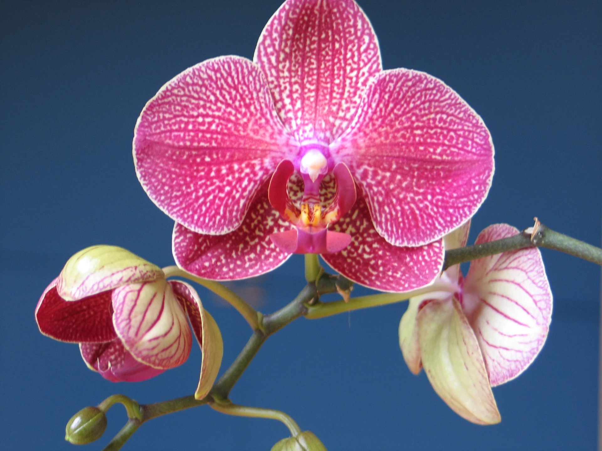 stunning blooms of moth orchid- the best indoor flowering plants to brighten up your living space