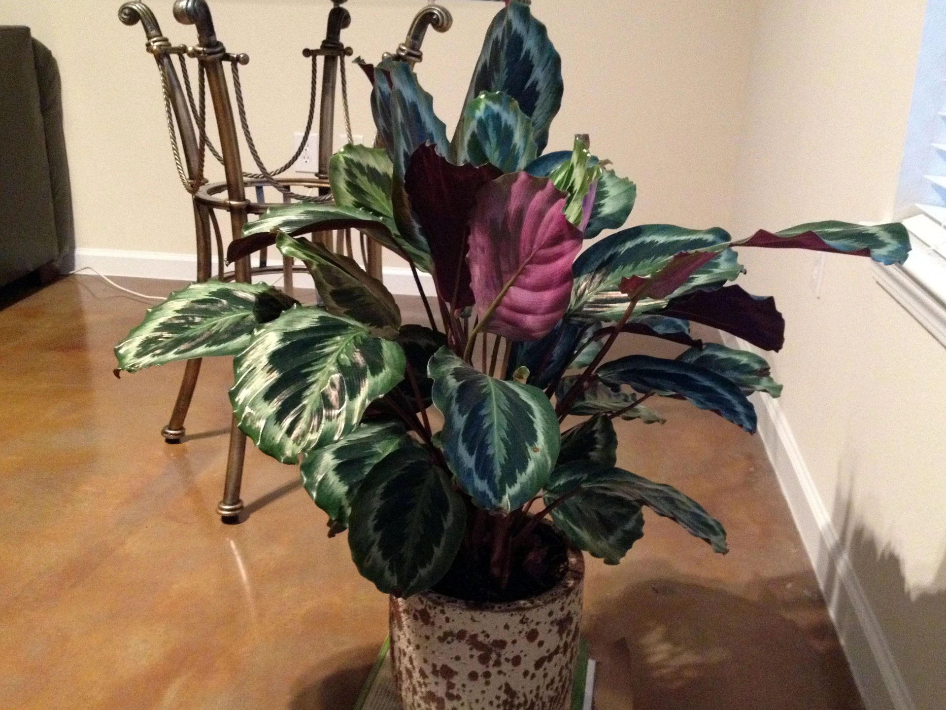 beautiful calathea -the best indoor flowering plants to brighten up your living space