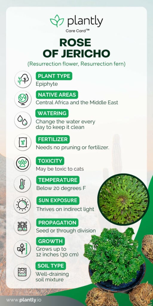 Rose of Jericho Plant Care Plantly
