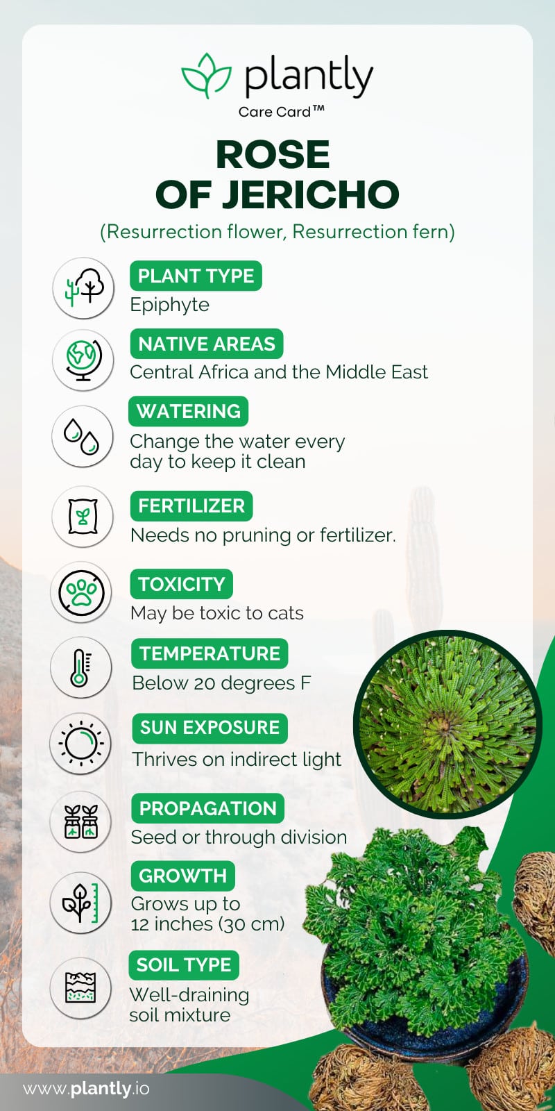 Rose of Jericho Plant Care Plantly