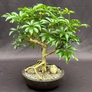 Hawaiian Umbrella Bonsai Tree Exposed Roots (arboricola scheffler