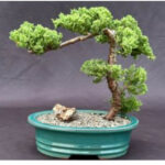 Juniper Bonsai Tree - Trained (juniper procumbens nana