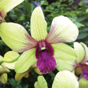 Dendrobium Orchid Thongchai Gold 'Virog'