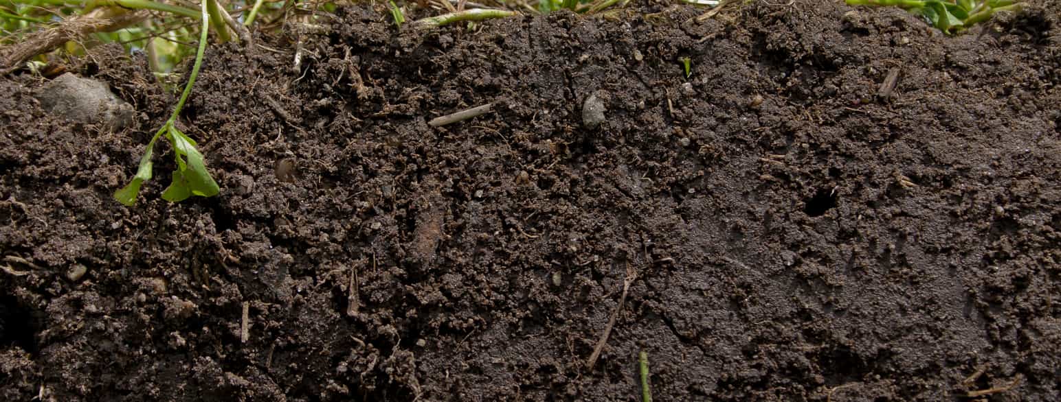 moist humus soil