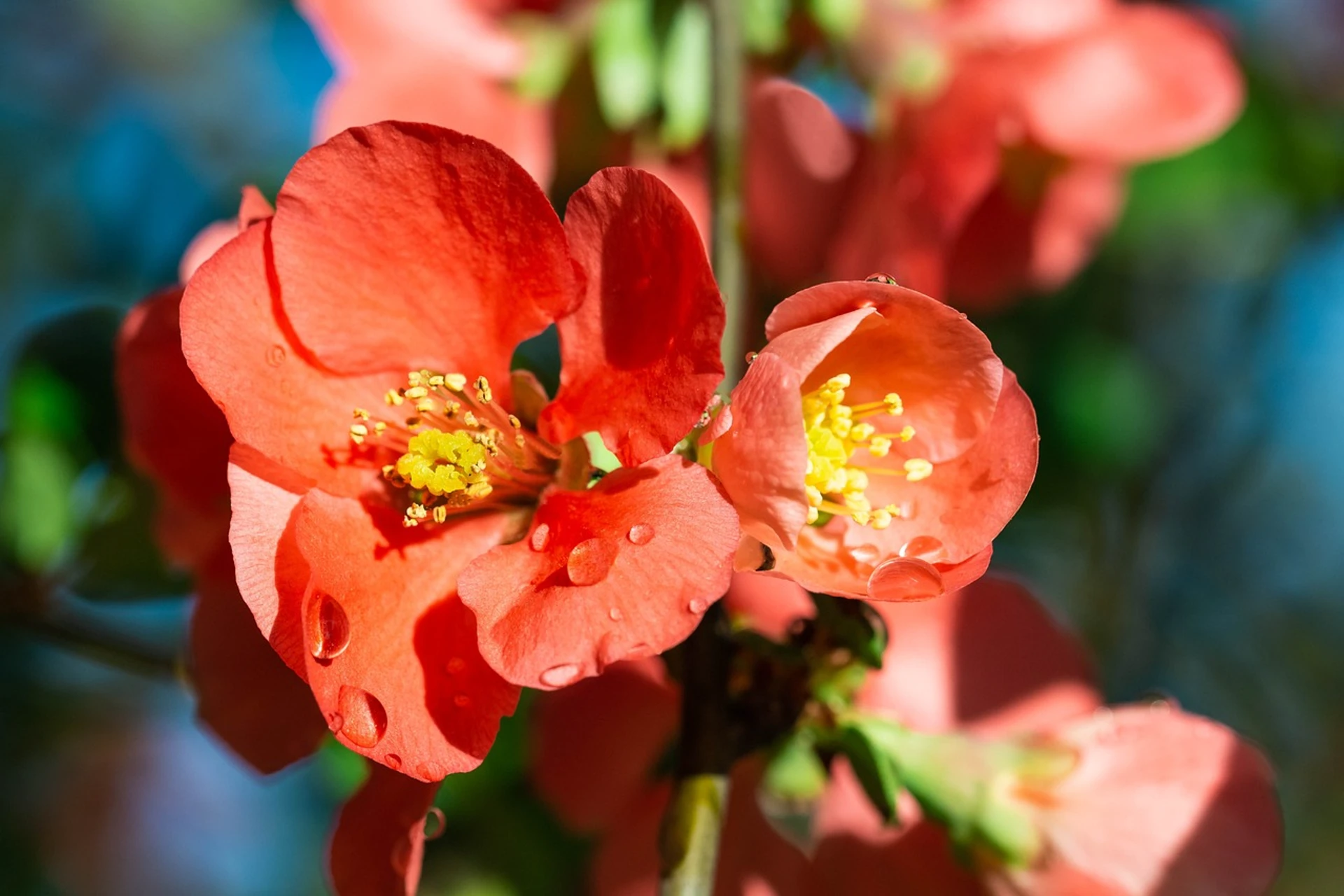 How to Grow and Care For Flowering Quince Plantly