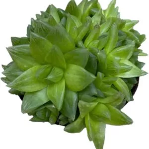 Succulent -Haworthiopsis cymbiformis