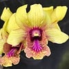 Gold-Burana Dendrobium Hybrid