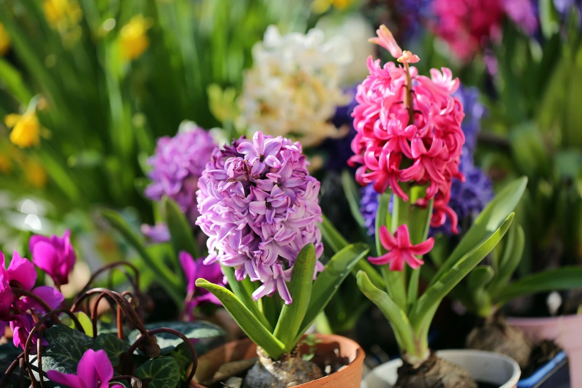 beautiful blooms- the best indoor flowering plants to brighten up your living space