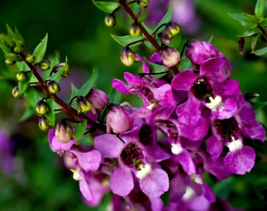 gorgeous flowers of angelonia