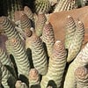 Cactus- Tephrocactus articulatus var strobiliformis