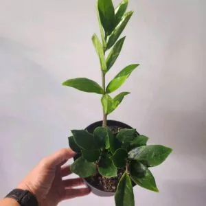 Zamioculcas zamiifolia - ZZ 6" Pot