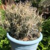 Cactus- Tephrocactus articulatus var. papyrocanthus