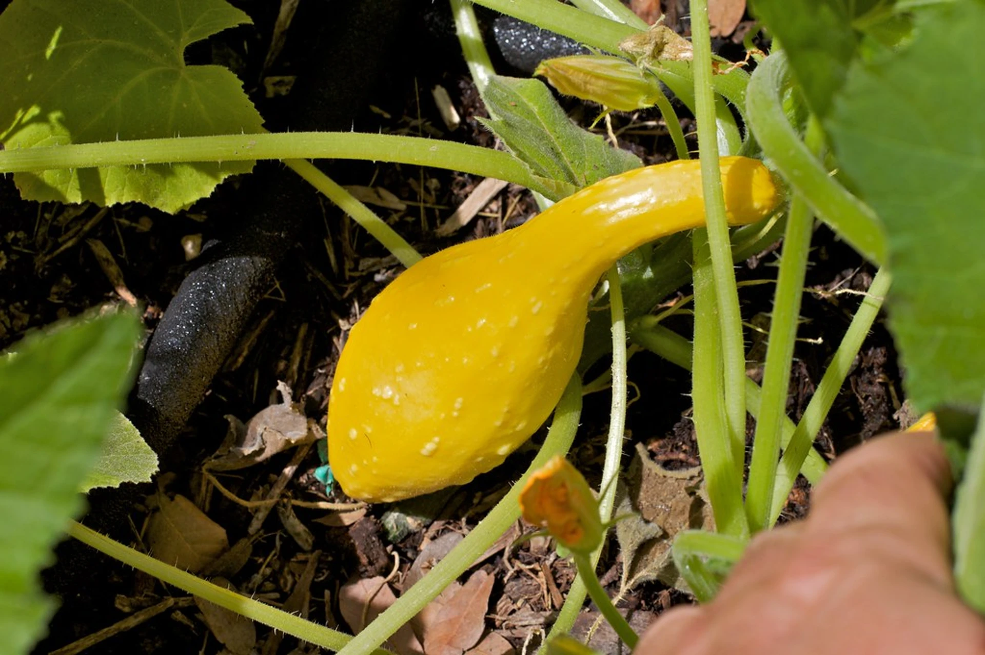crookneck squash under full sun
