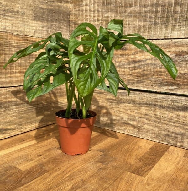 Monstera Adansonii or Swiss Cheese Wide Leaf 4″ Pot Live Plant