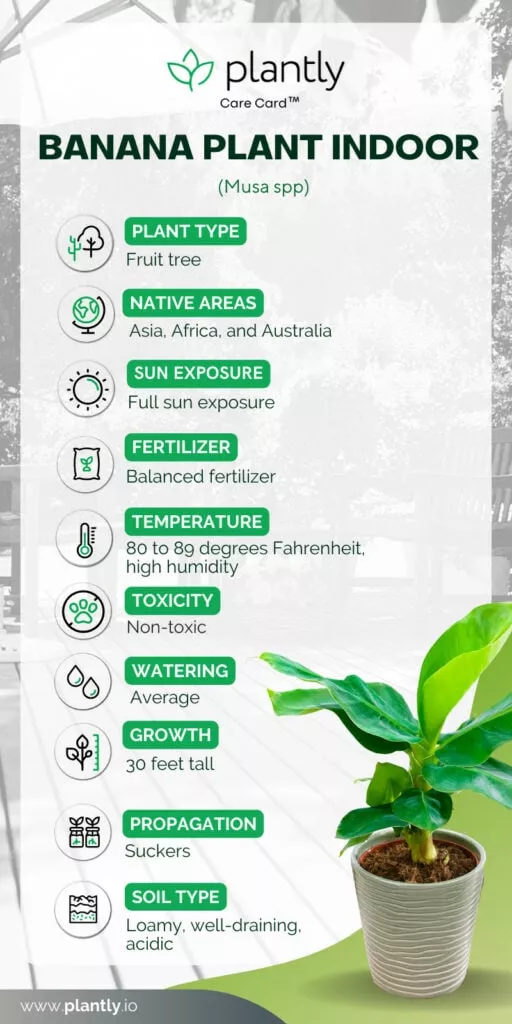 How To Grow Banana Plant Indoor Care Guide Plantly