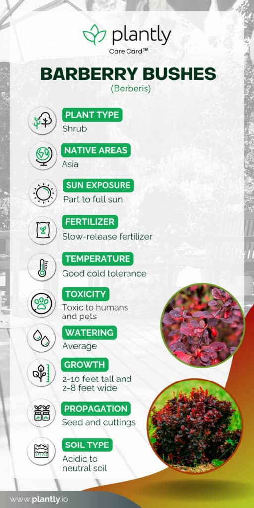 How to Grow and Care For Barberry Bushes Plantly