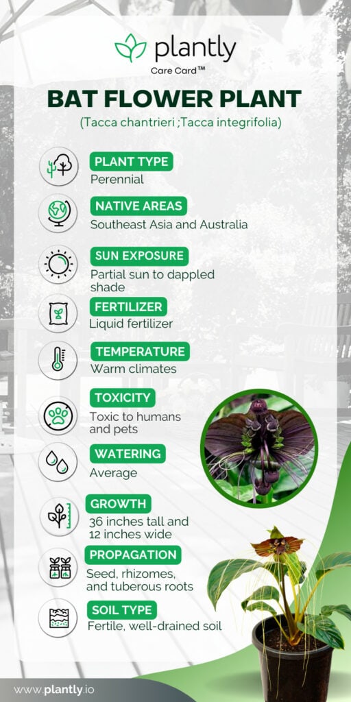 How to Grow and Care For Bat Flower Plant Plantly