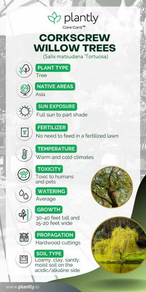 Tips To Grow And Care For Corkscrew Willow Trees Plantly