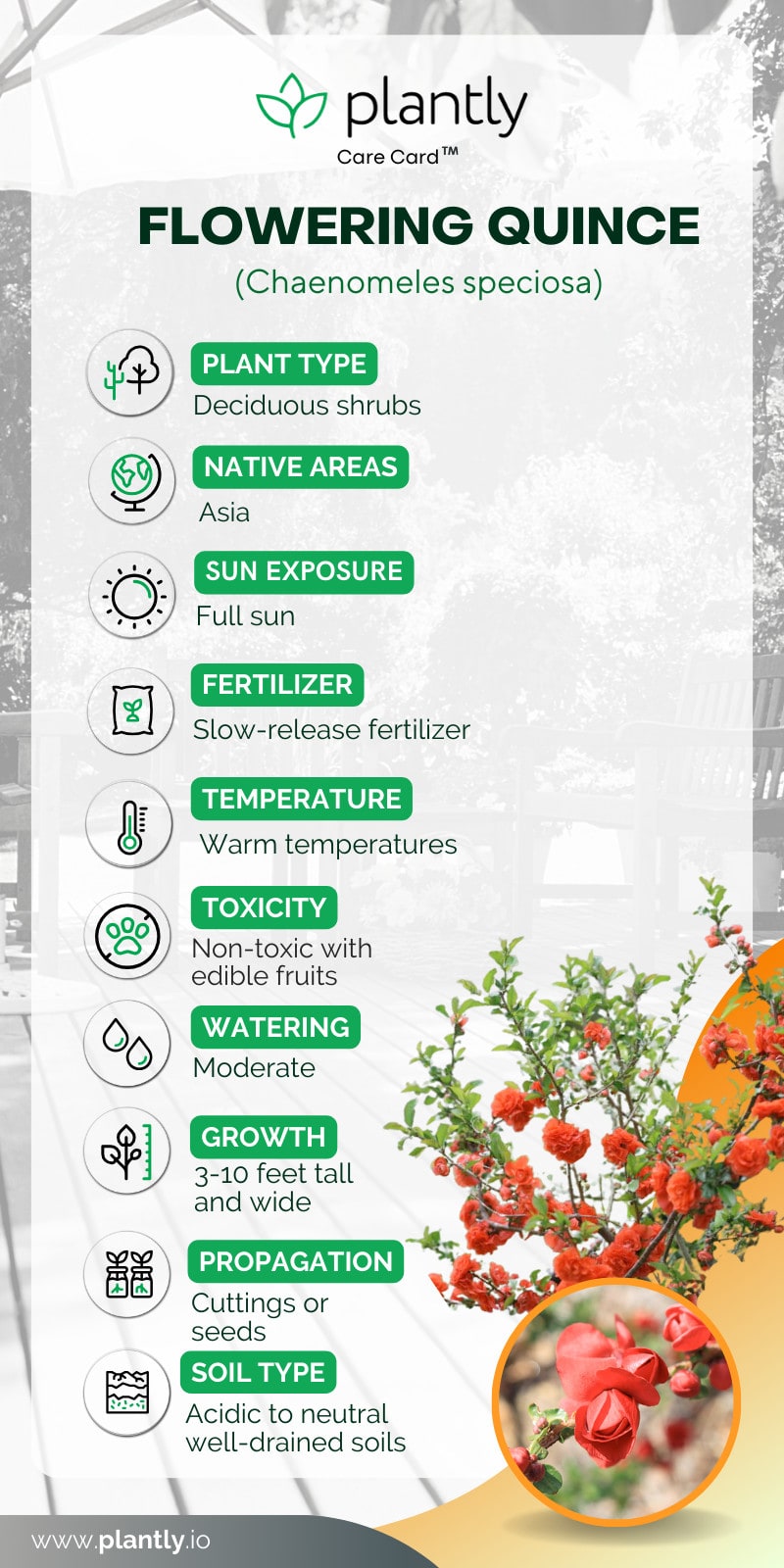 How to Grow and Care For Flowering Quince Plantly