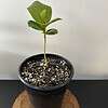 Annona Monticola seedling - Ships from USA