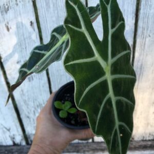 Alocasia 'Polly' - Elephant Ear Plant in 4" pot