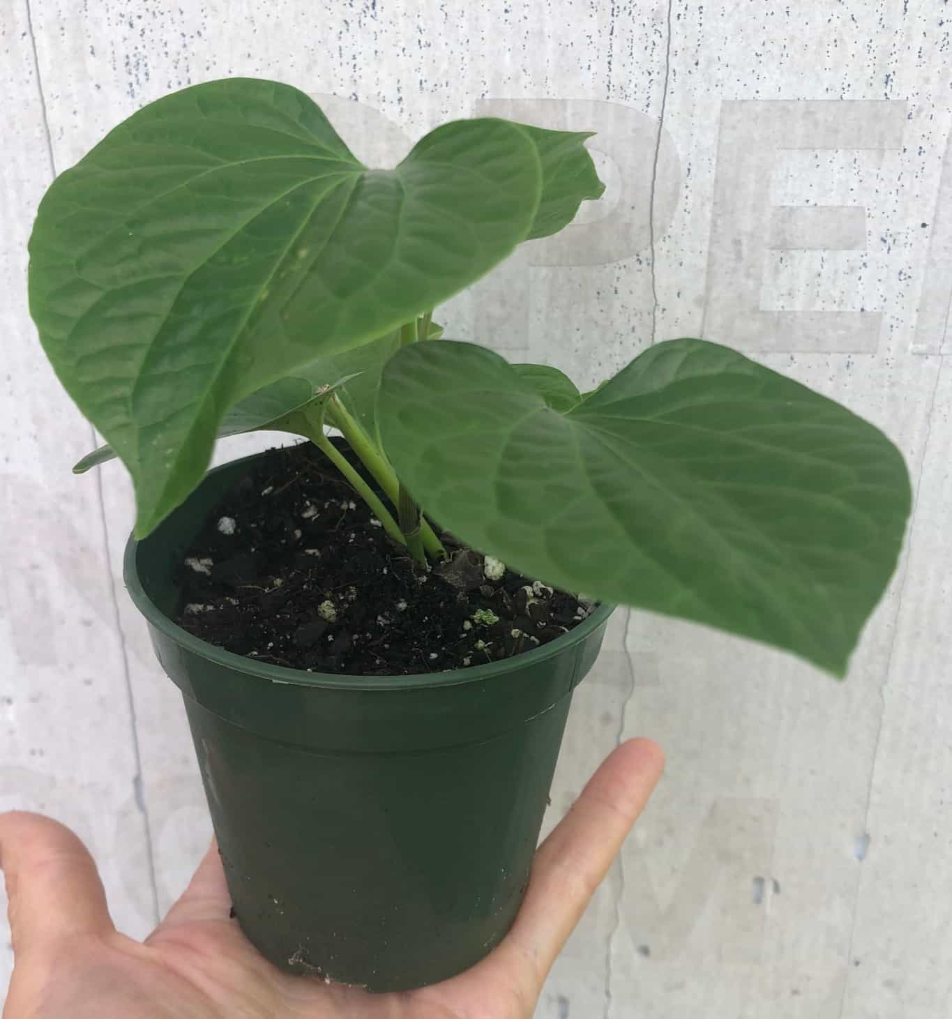 Piper Betel plant in a container, potted with soil in 3″ pot