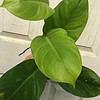 Philodendron Inconcinnum Live Plant in 4" pot