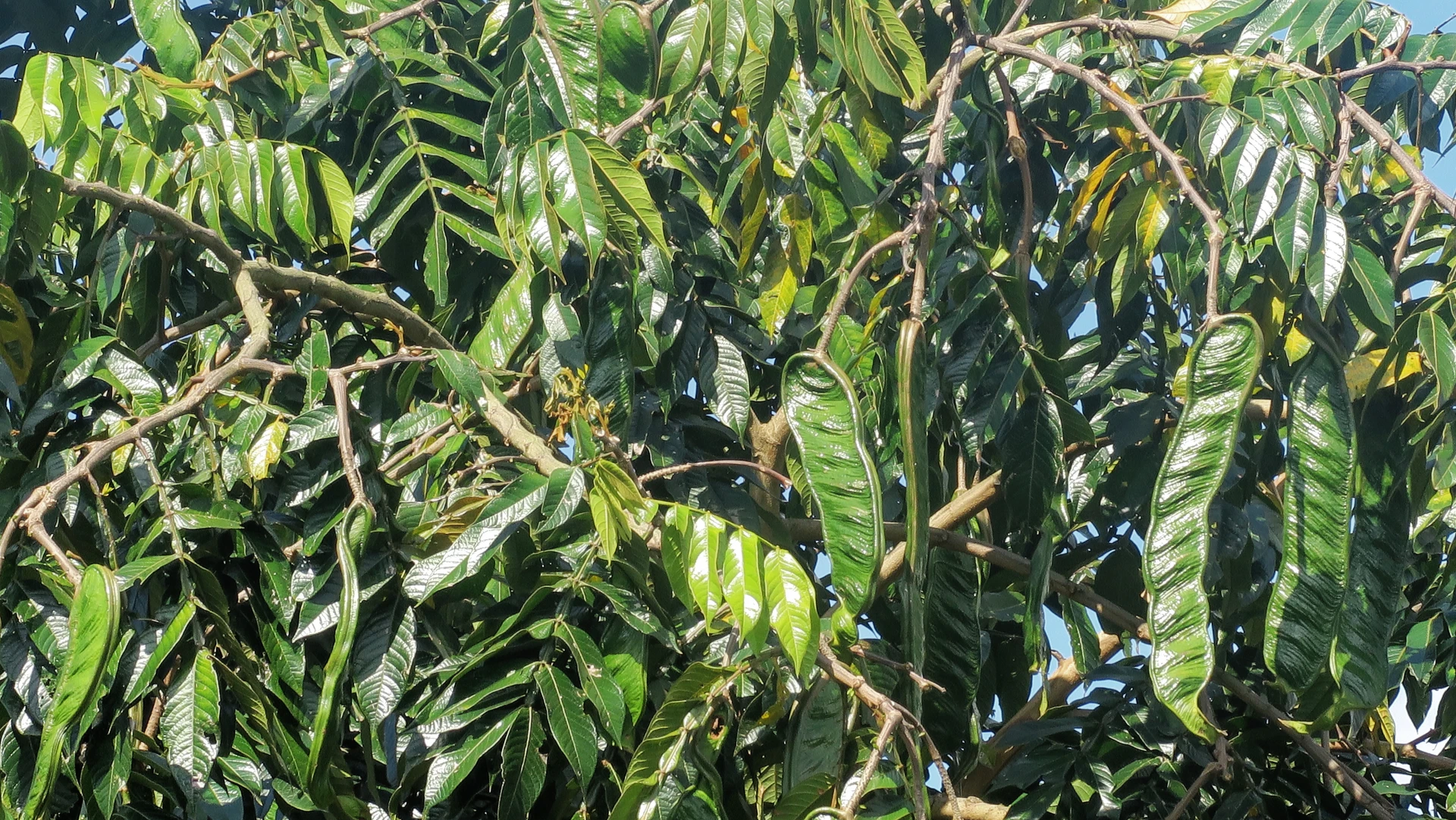 Expert Tips On Growing Ice Cream Bean Trees Plantly