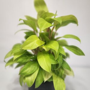 Philodendron Hederaceum - Lemon Lime Philodendron 6" Pot