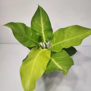 Philodendron hederaceum - Moonlight Philodendron 4" Pot