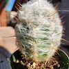 Cephalocereus Senilis - Old Man Cactus 4" Pot
