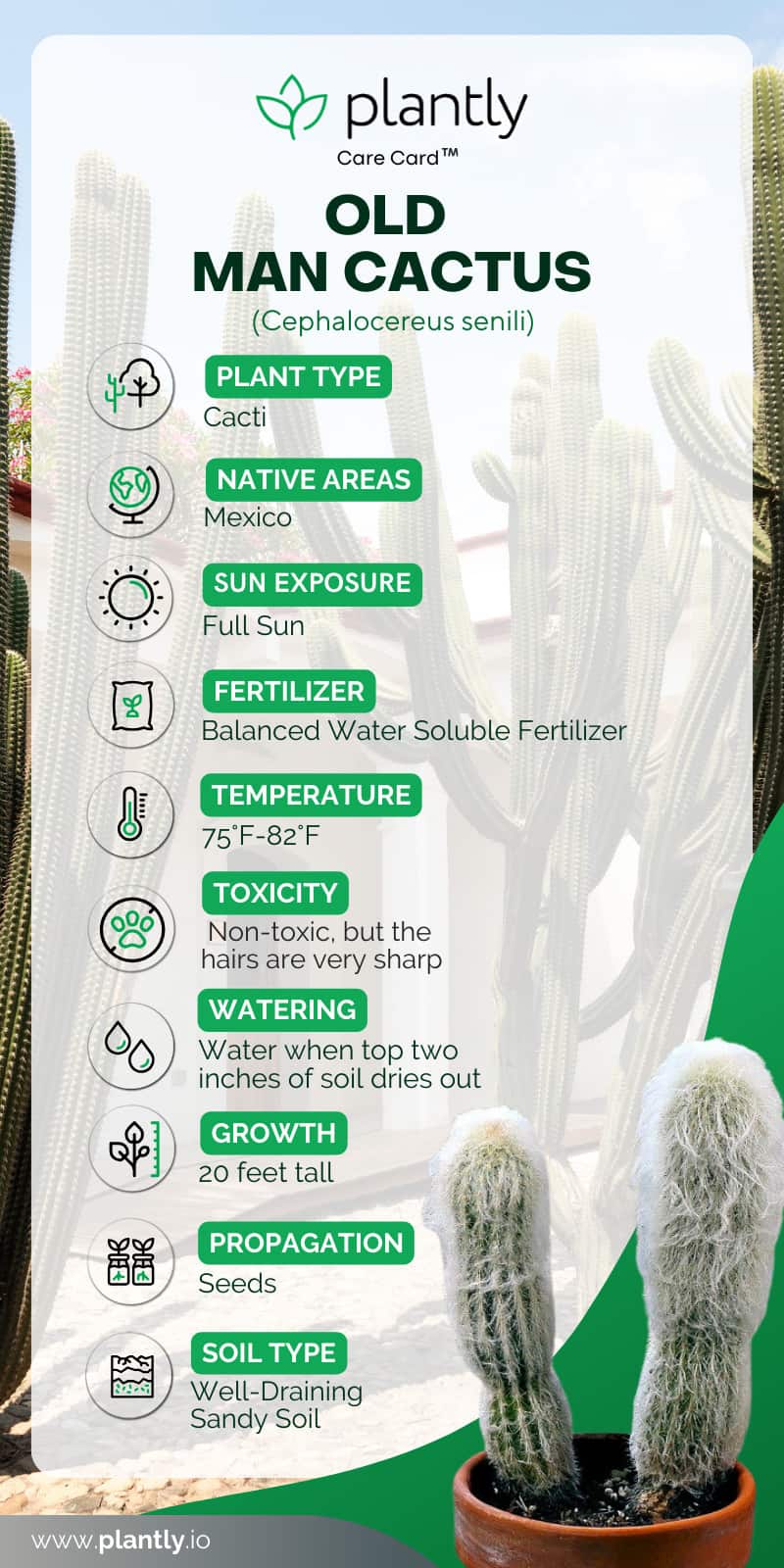 Old Man Cactus Plant Care Plantly