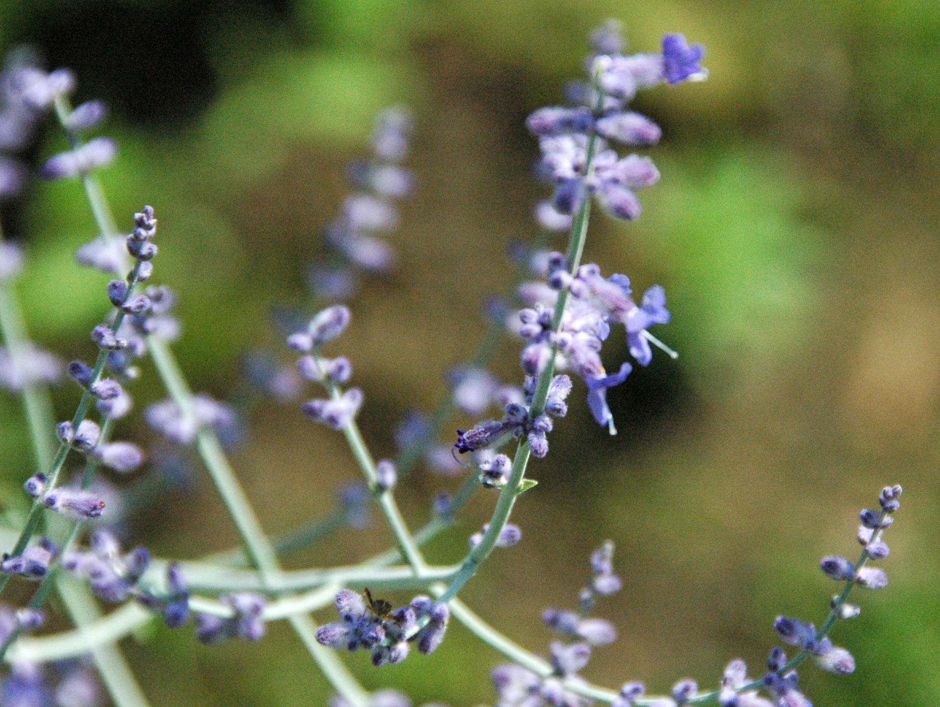 russian sage (perovskia atriplicifolia)