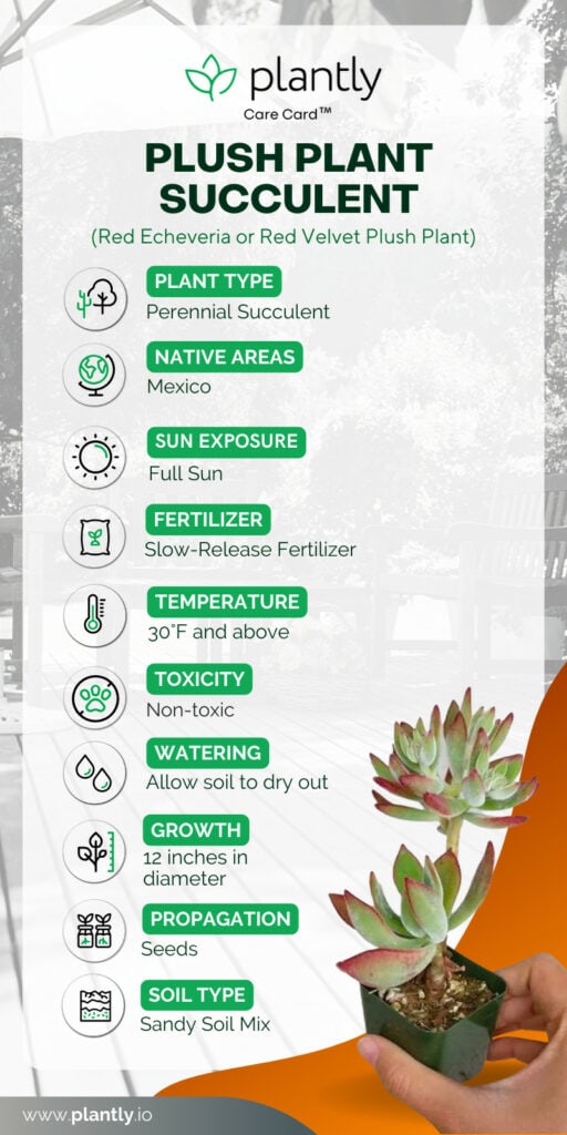 Plush Plant Succulents care card