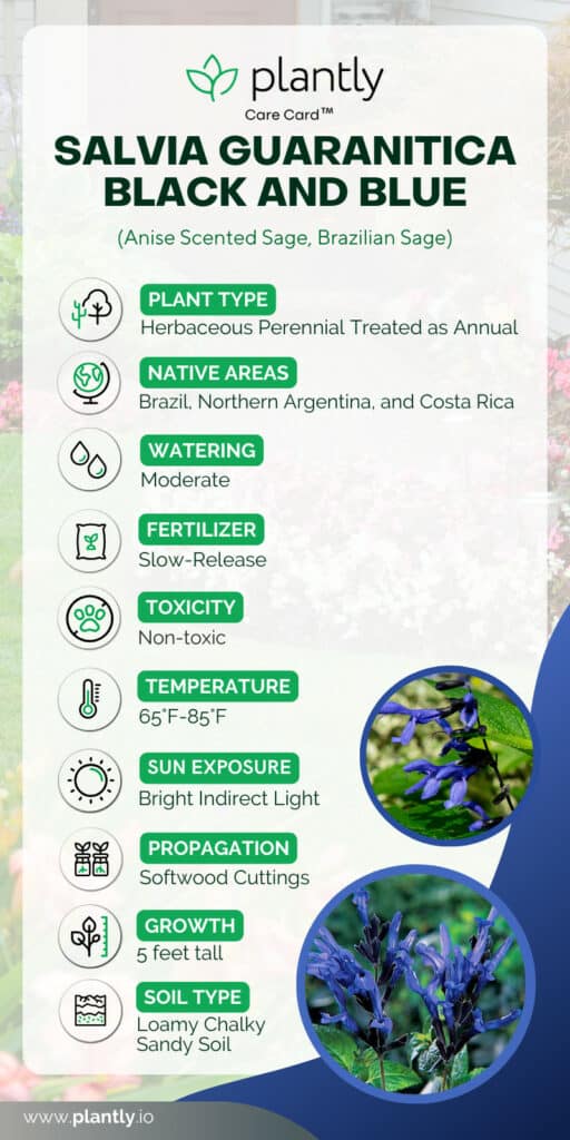 Salvia Guaranitica Black and Blue care card