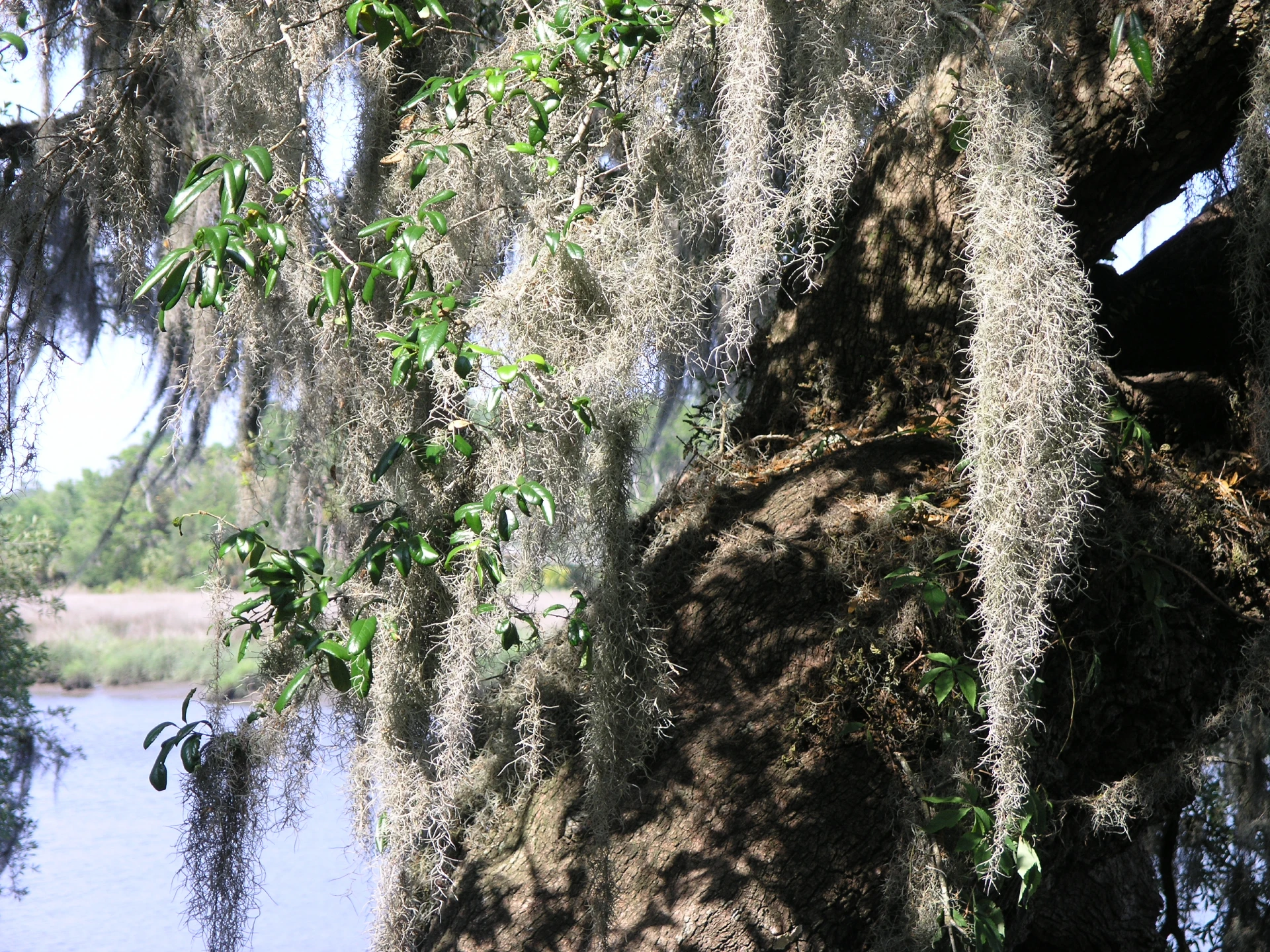 Spanish Moss Your Perfect Guide To Care Plantly