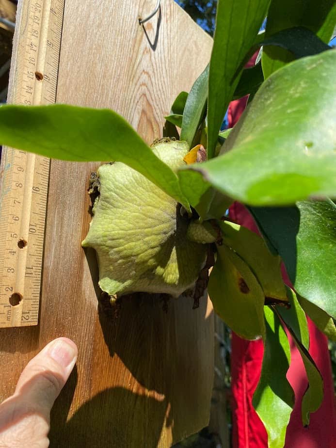 On Sale Staghorn Fern Plantly