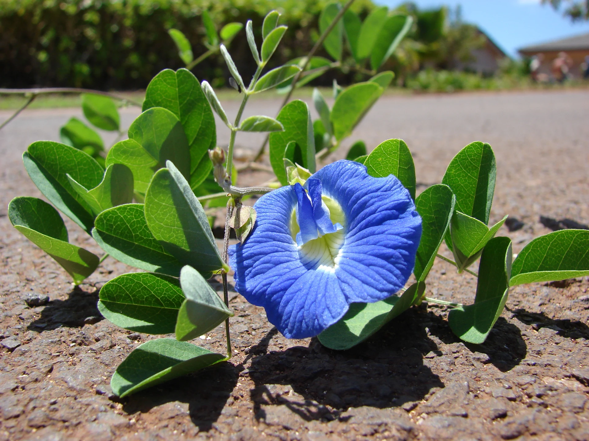 How to Grow and Care For Butterfly Pea | Plantly, image size:1920x1440