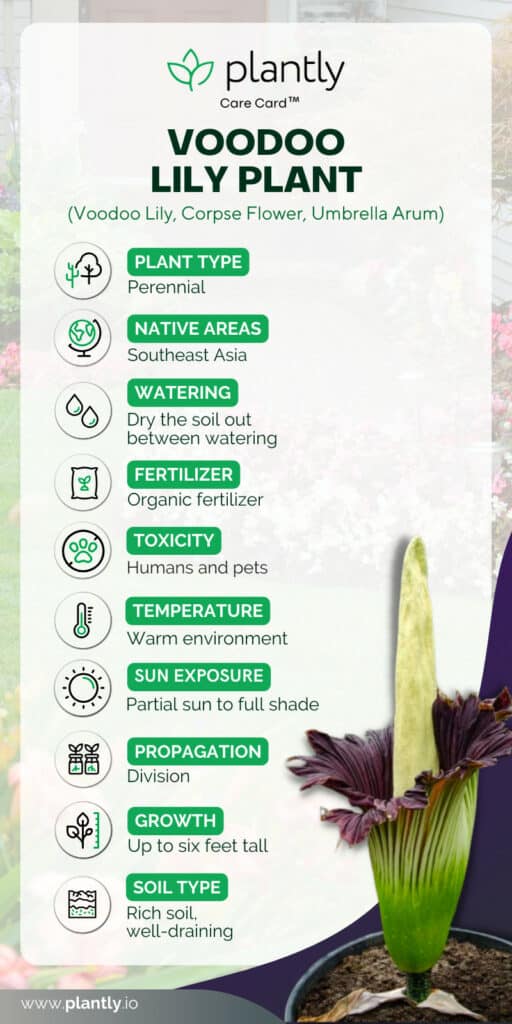 Voodoo Lily Plant care card