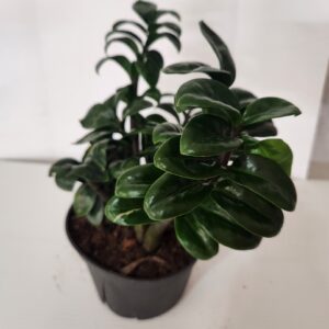 Zamioculcas zamiifolia - ZZ Zenzi 6" Pot