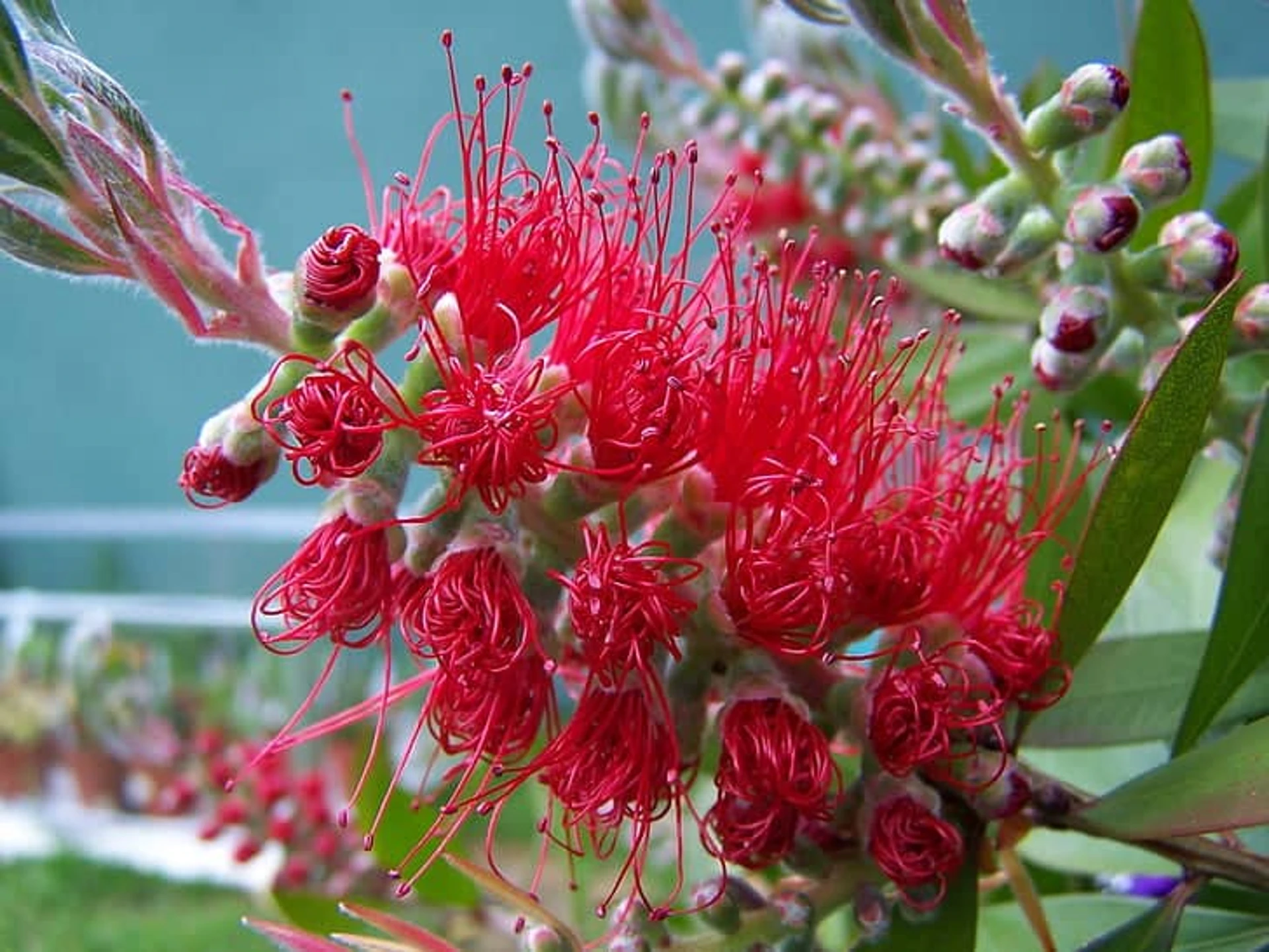 Tips For Bottle Brush Trees Care Guide Plantly