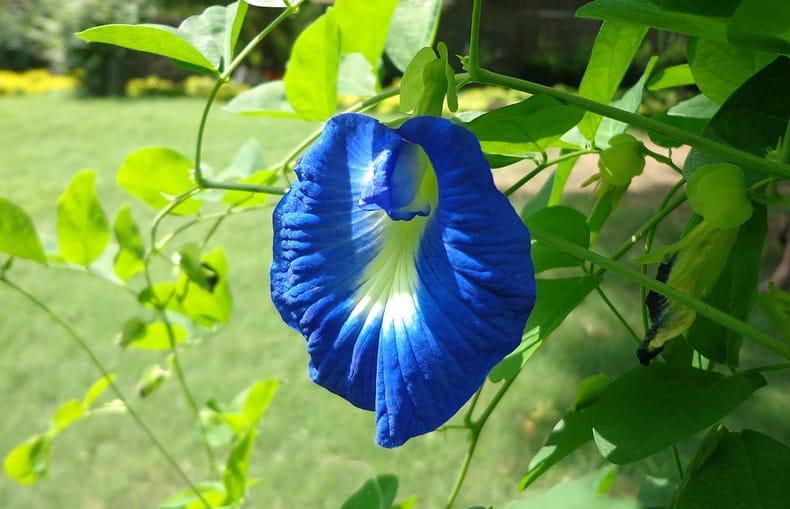 butterfly pea