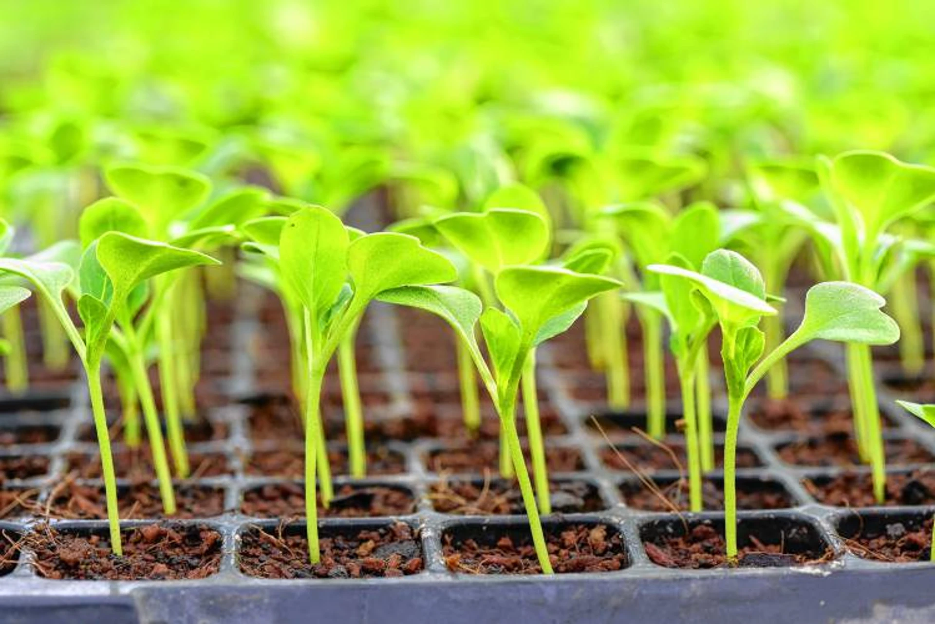 How to Grow and Care for Anaheim Pepper Plant | Plantly