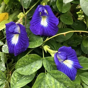 Butterfly Pea, Clitoria Ternatea Seeds - 10+ seeds, free shipping