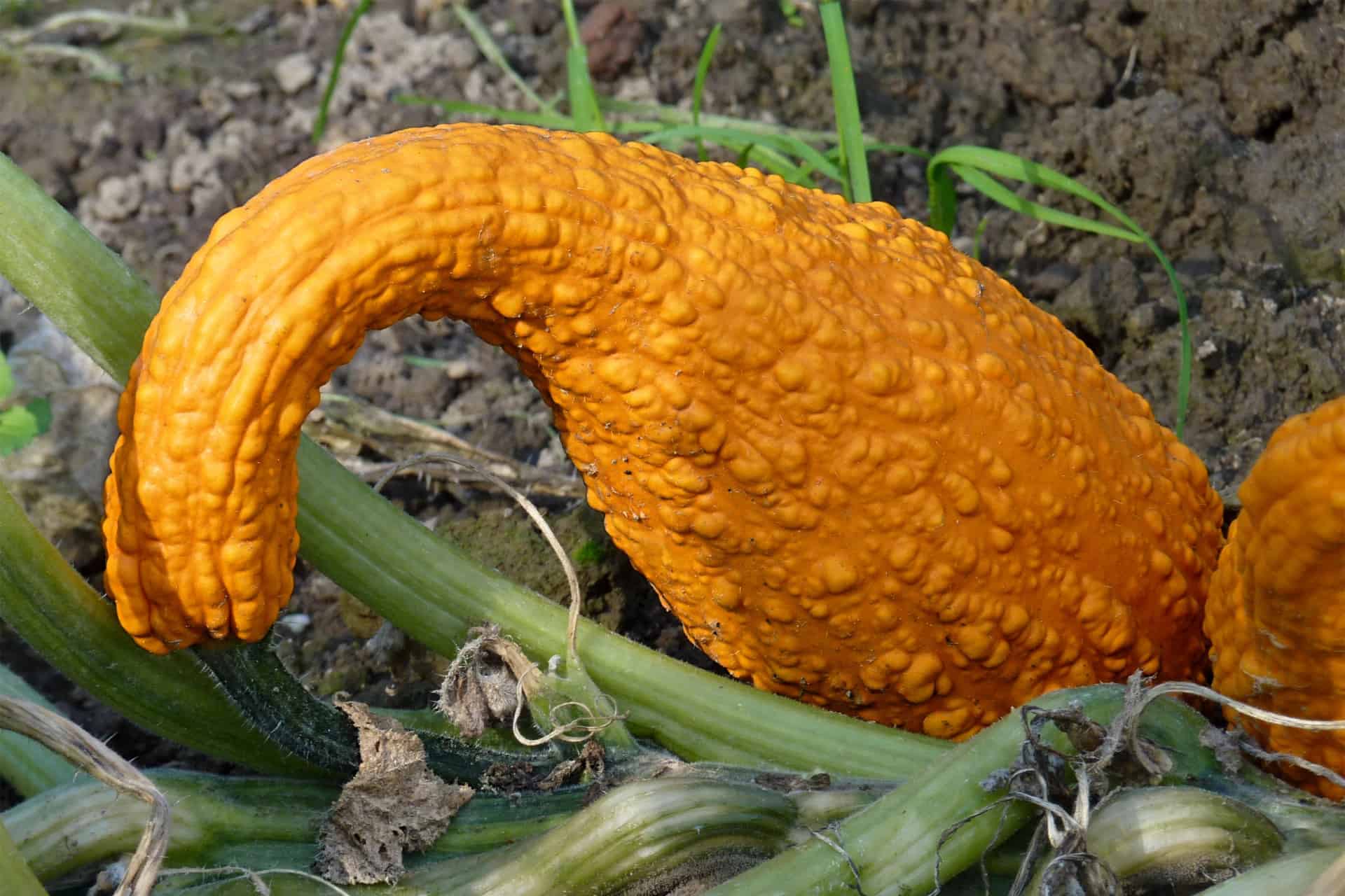 Guide To Grow And Care For Crookneck Squash Plantly
