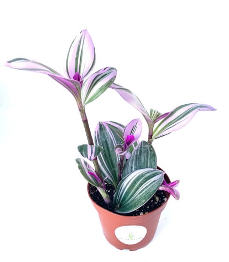 Tradescantia Nanouk Pink Houseplants tradescantia nanouk in a pot.
