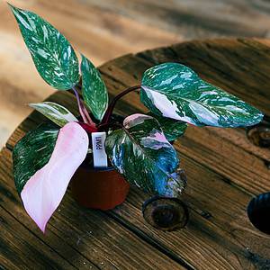 Philodendron Pink Princess Marble 4"