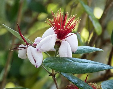 pineapple guava plant