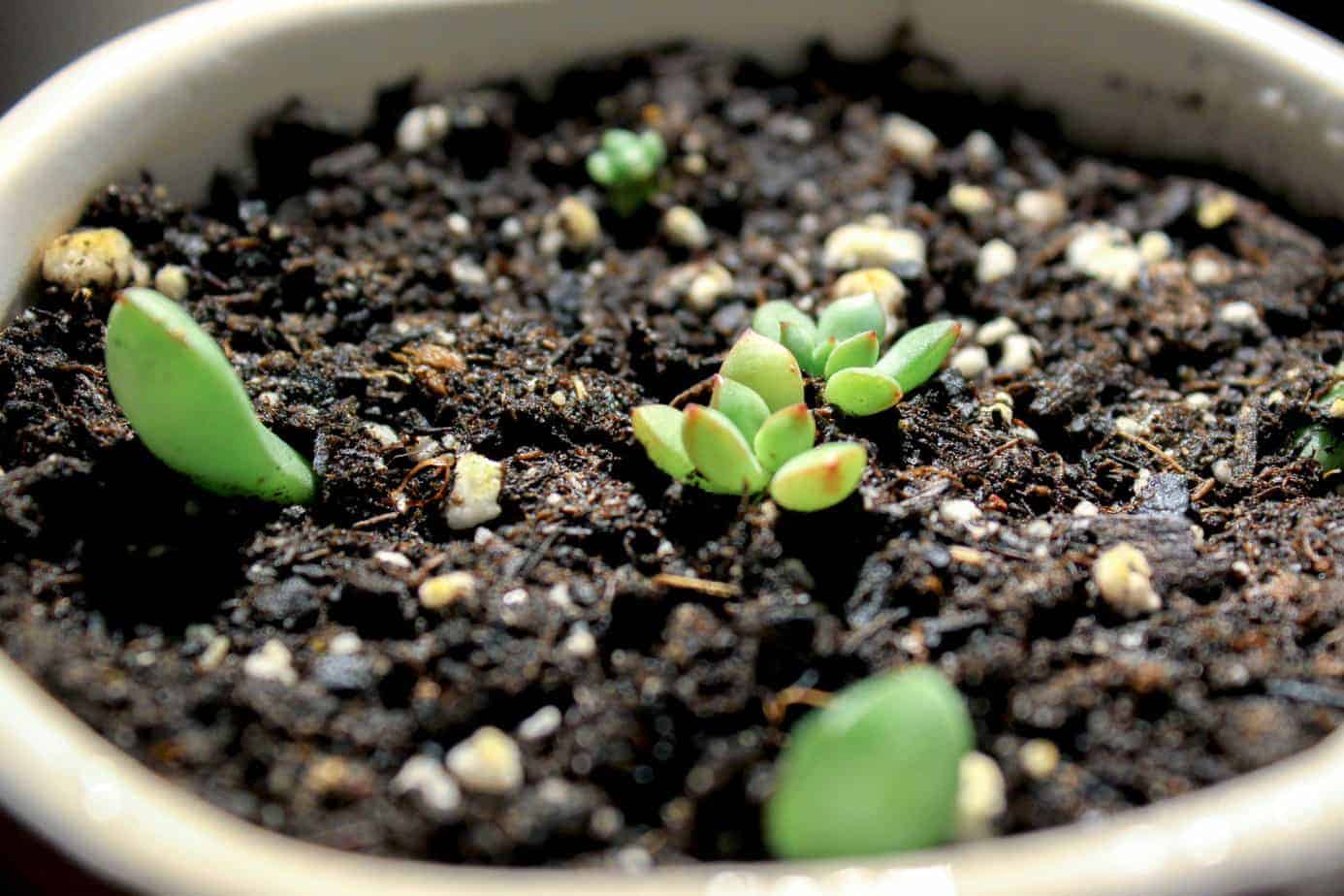 succulent cuttings planted